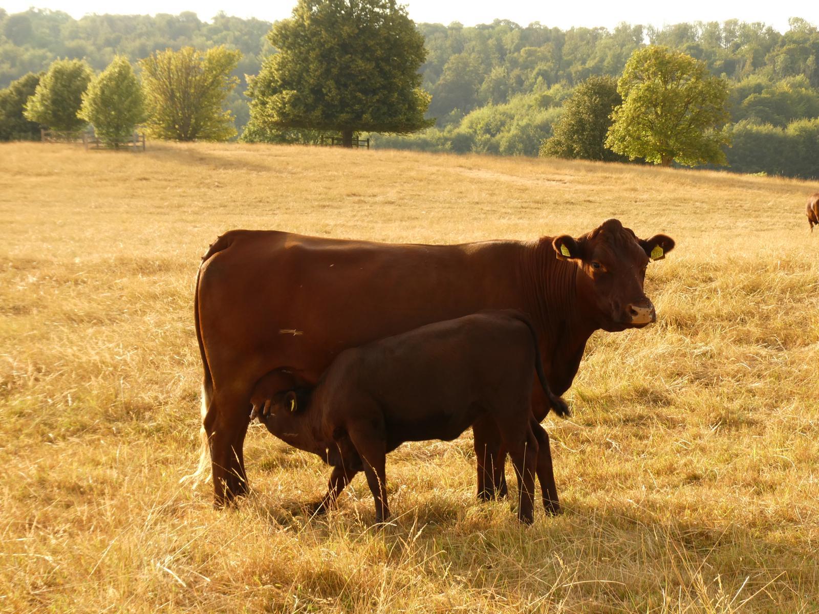 farm